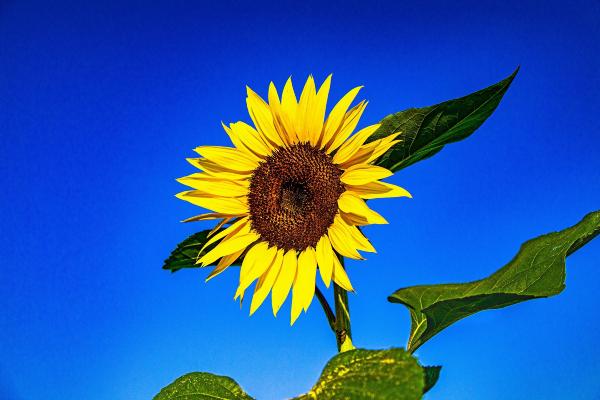 夏の花 市原市ホームページ