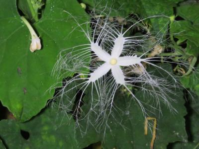 カラスウリの花は 夜開く 市原市ホームページ