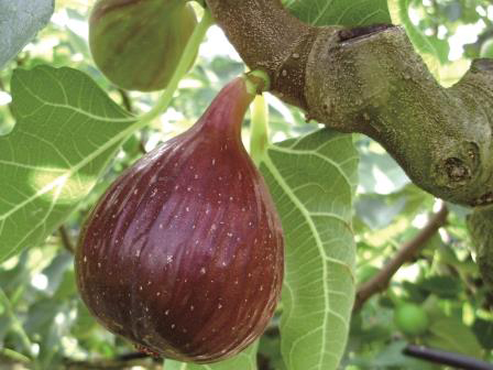 第3回いちはら 無花果味自慢コンテスト中止のお知らせ 市原市ホームページ