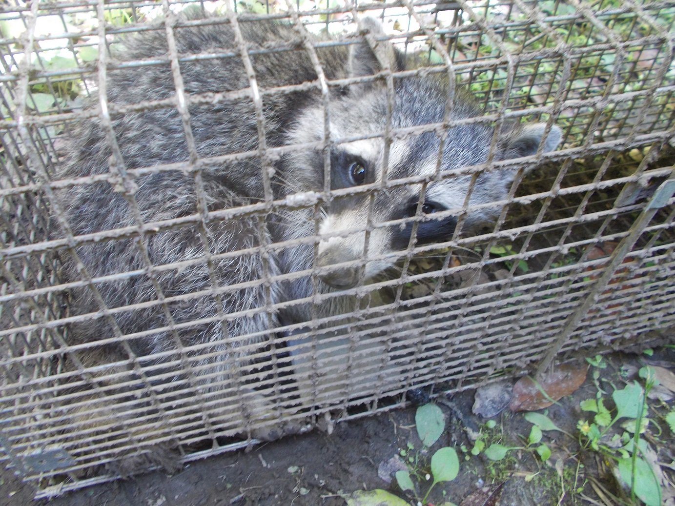 特定外来生物に注意 アライグマの防除 市原市ホームページ