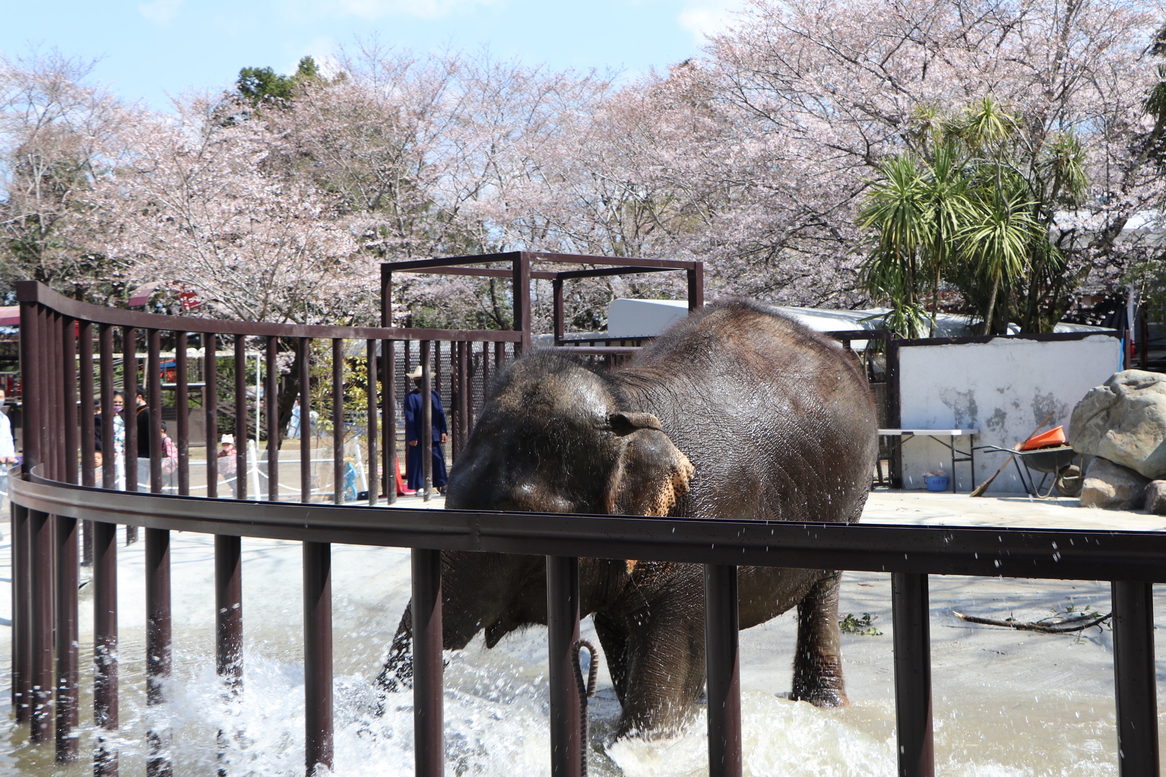 いちはらであそぶ 市原ぞうの国 市原市ホームページ