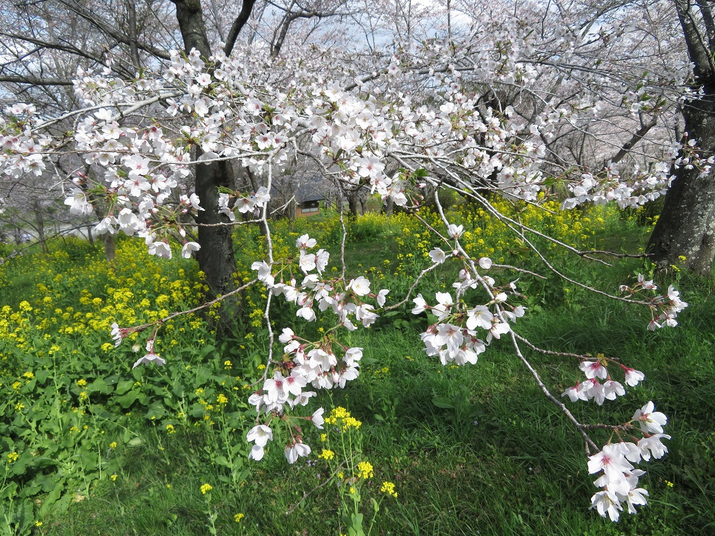 歴史と桜のまち鶴舞 市原市ホームページ