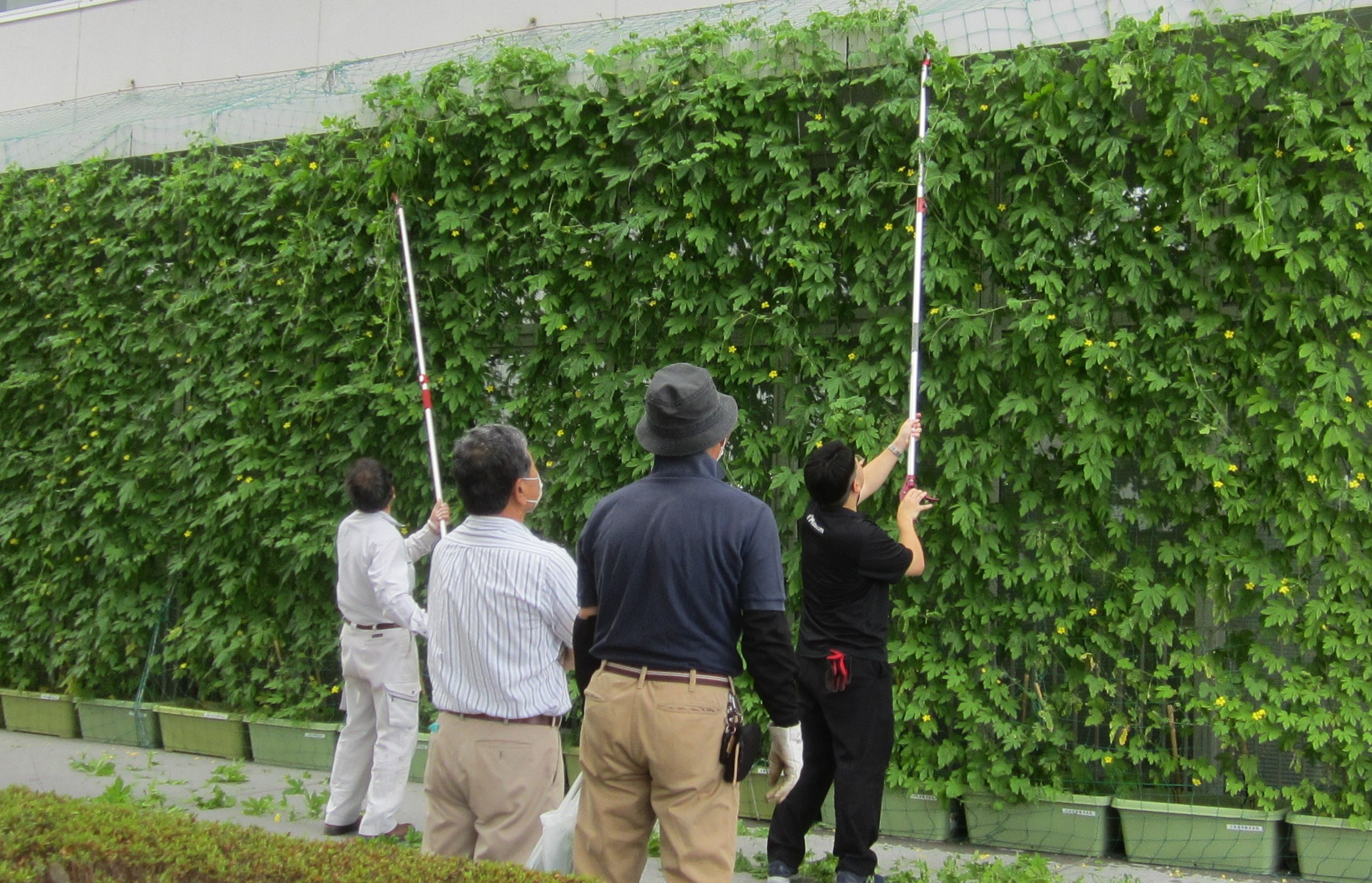 令和４年度 みどりのカーテンにっき 番外編 協力者紹介 市原市ホームページ