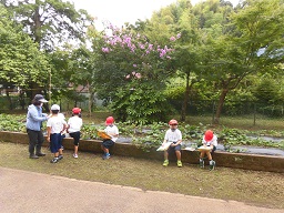 9月5日 サツマイモの花が咲きました 市原市ホームページ