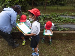 9月5日 サツマイモの花が咲きました 市原市ホームページ